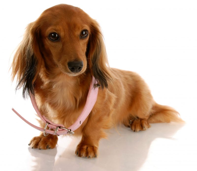 When to Consider a Dog Obedience School in Frisco, TX