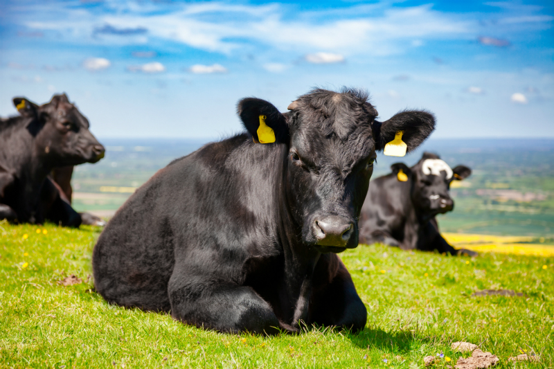 How To Start Cattle Farming