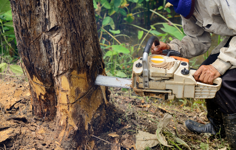 Knowing When to Call a Tree Removal in South Bend IN