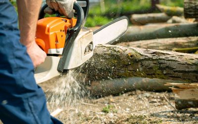 The Need for Tree Removal Services in Olathe KS