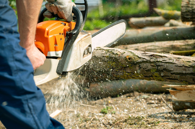 The Need for Tree Removal Services in Olathe KS