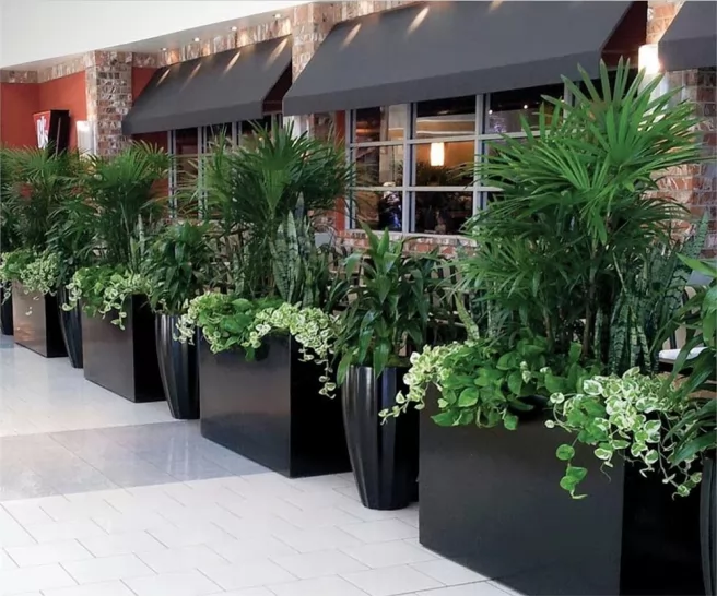 5 Types of Low Light Plants to Make Your Miami Business More Appealing