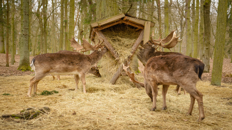 High Fence Ranches in New Braunfels TX Offer Exotic Trophy Hunting