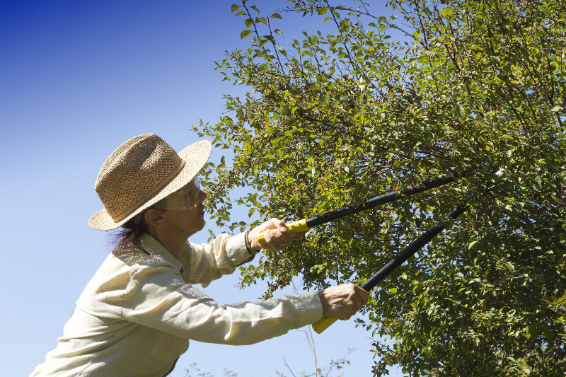 Let Tree Care Services in Langwarrin Keep Your Yard Looking Its Best