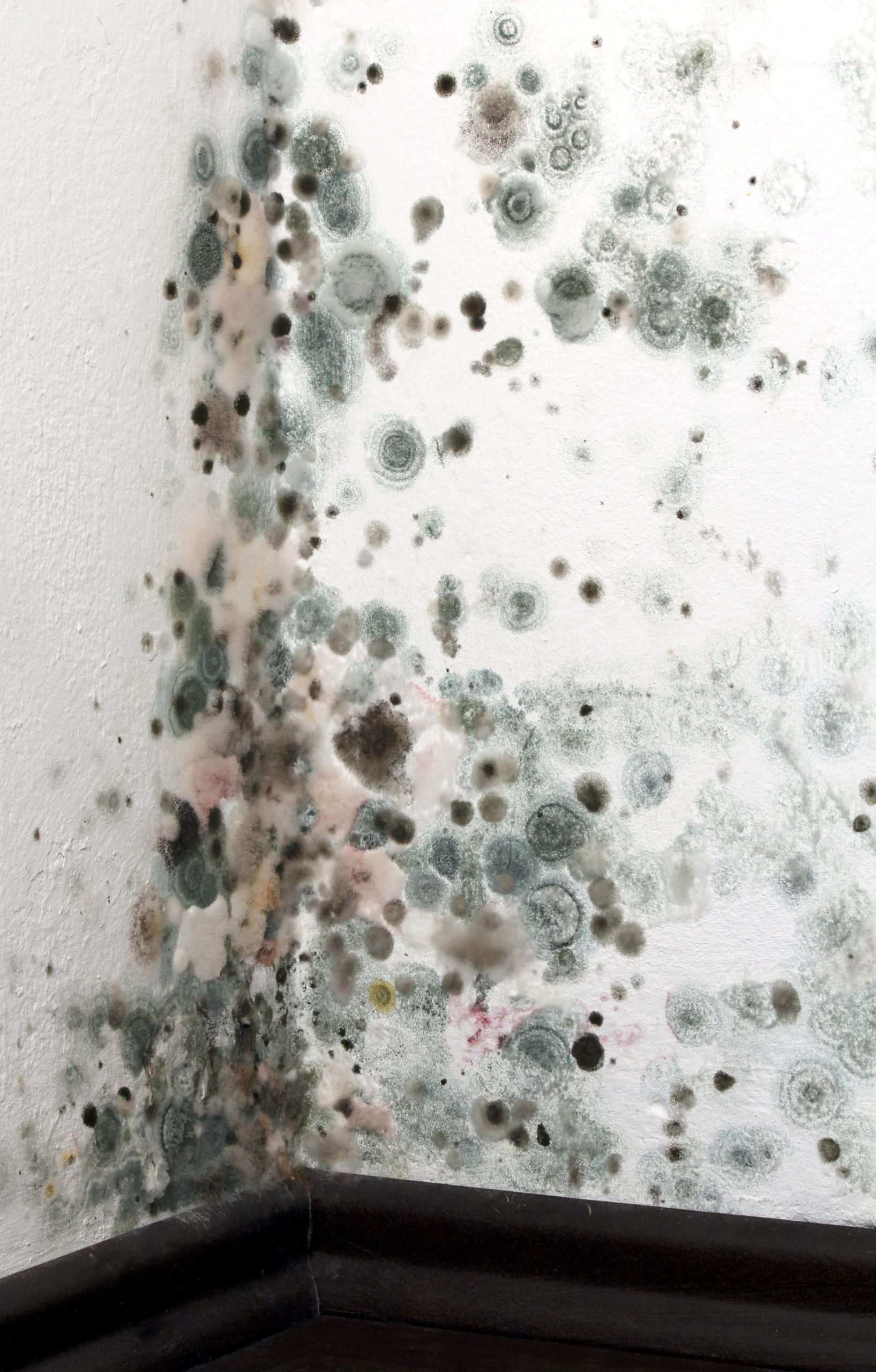 Four Signs You Need Mold Remediation