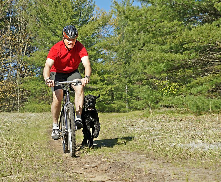 Use a Professional Dog Walker in Manhattan When You Get Busy