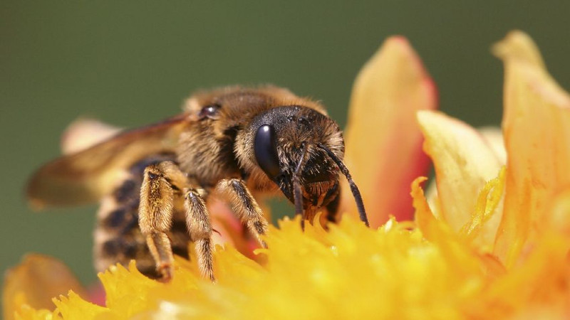 Get A Quick, Successful Bee Removal In In Fort Myers, FL