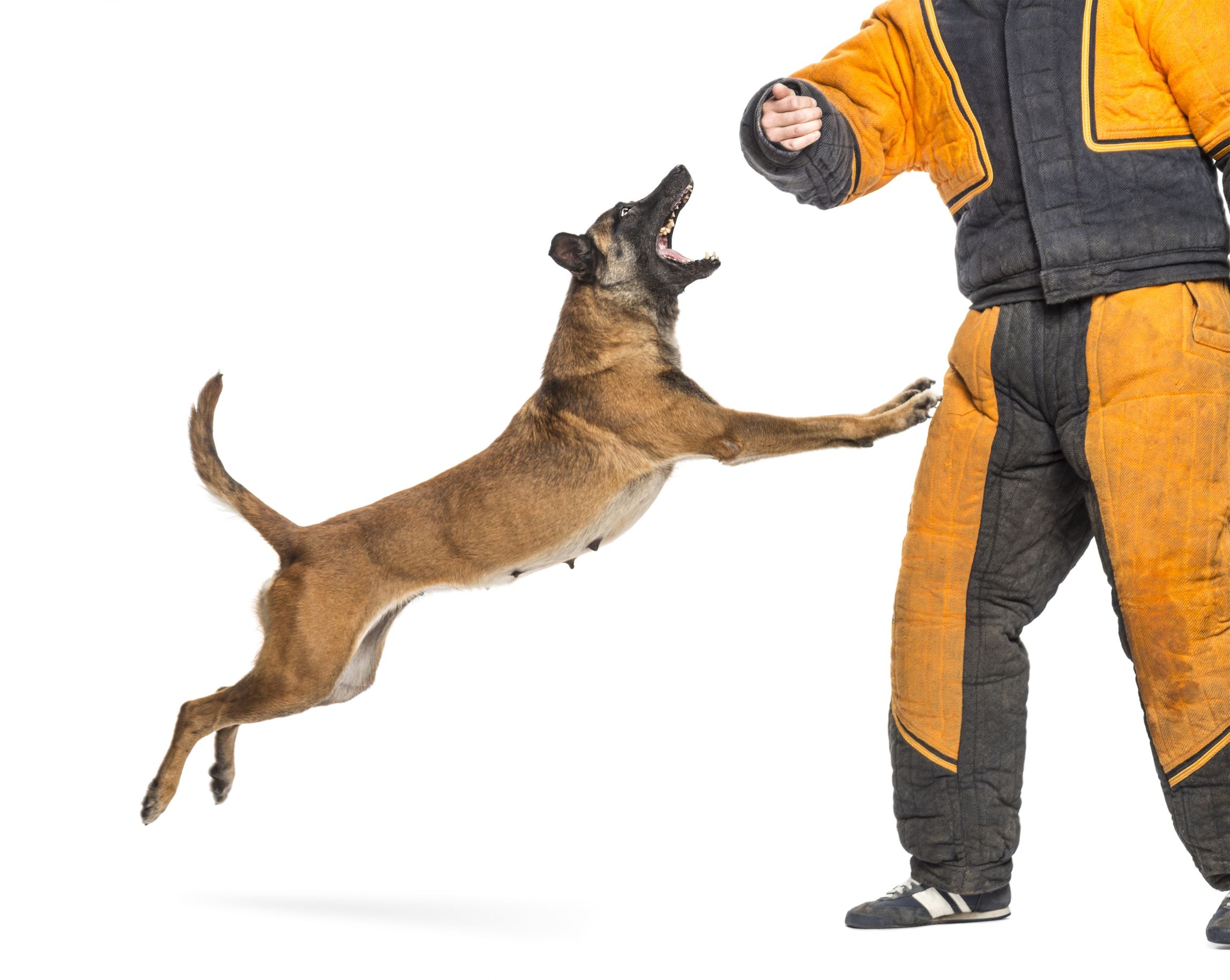 Benefits of Dog Training in Menifee CA