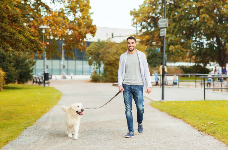 What Are the Three Main Benefits of Dog Walking in NYC to Dog Owners?