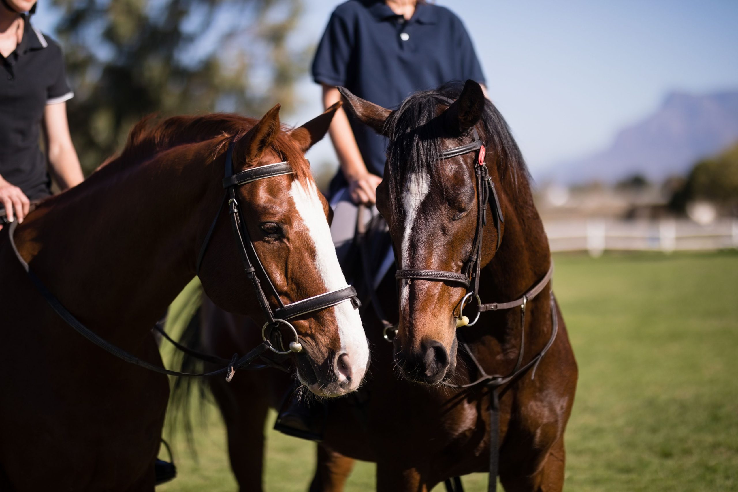 What to Consider when Choosing the Best Horse Training Online