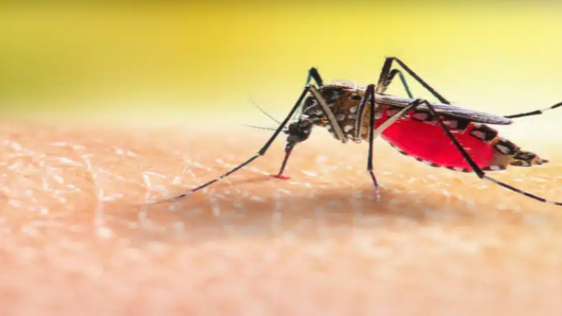 What to Know About the Best Mosquito Service in Jeffersonville, IN