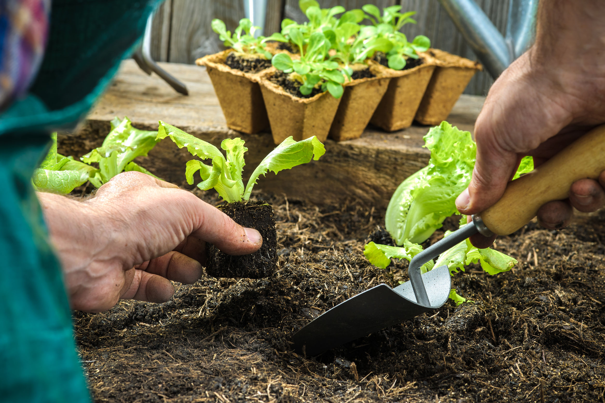 4 Reasons to Choose a Local Nursery Over the Big-Box Stores