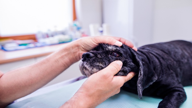 Veterinarian Oncologic Surgery in Sarasota, FL, Offers Hope to Pet Owners