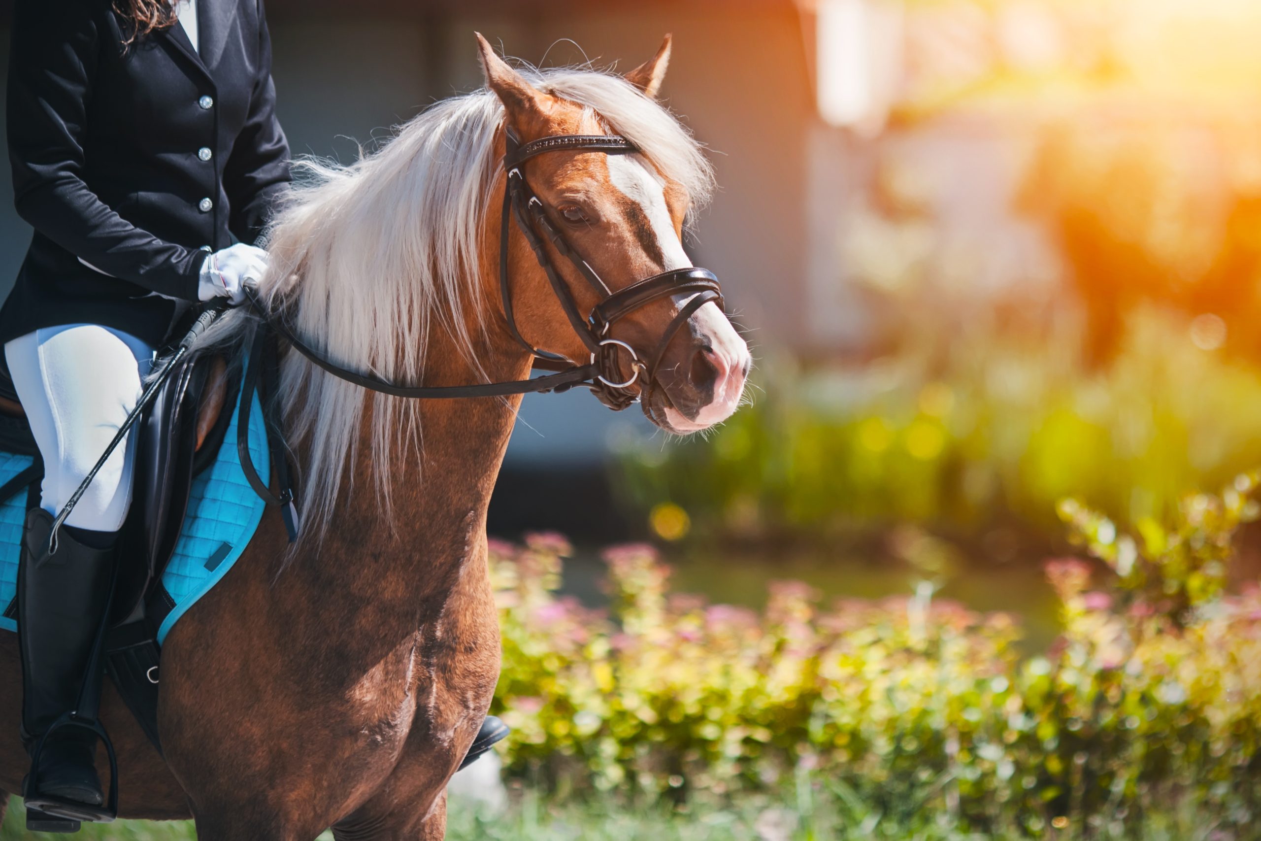 Why Every Equestrian Needs a Portable Horse Washing System