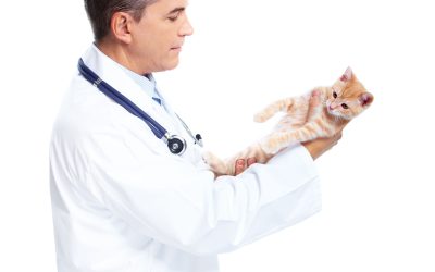 The Most Common Reasons Why Pets Visit a Veterinarian in Sarasota