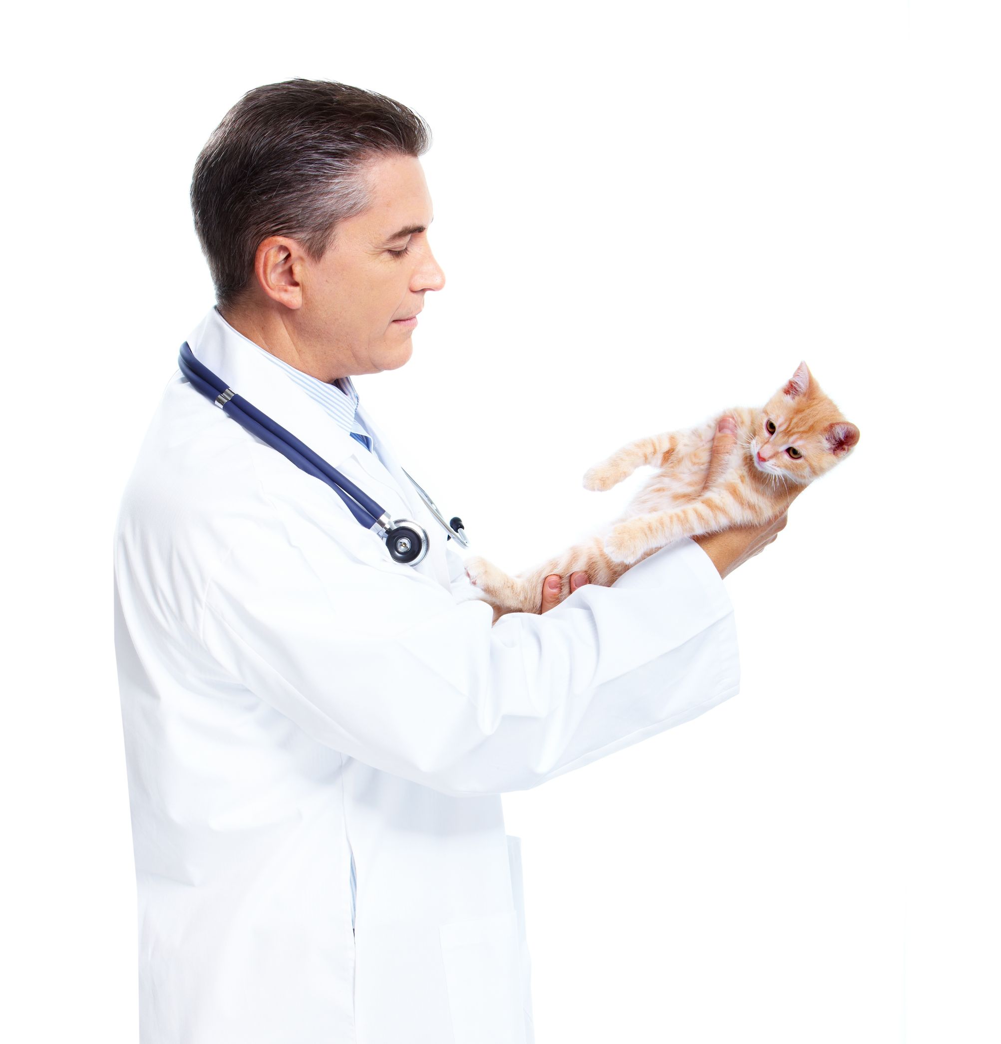 The Most Common Reasons Why Pets Visit a Veterinarian in Sarasota