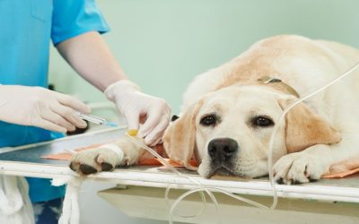 Top Services Provided by a Veterinary Emergency Clinic in Sarasota, FL