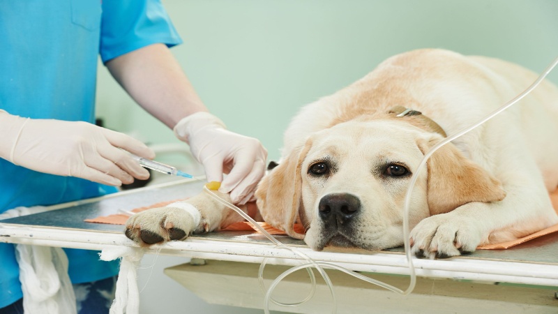 Top Services Provided by a Veterinary Emergency Clinic in Sarasota, FL