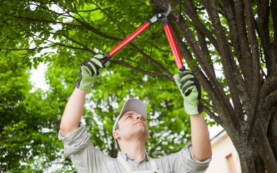 What Assistance Do Tree Care Services in Johnson City, TX, Provide?