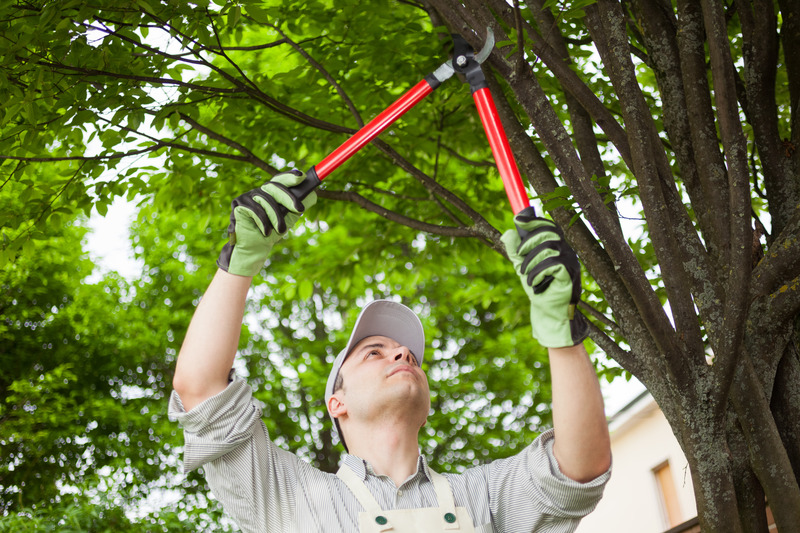 What Assistance Do Tree Care Services in Johnson City, TX, Provide?