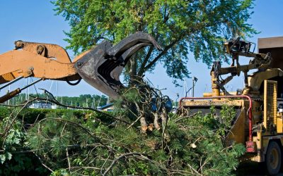 A Skilled Tree Arborist in Austin, TX, Can Help You in Many Ways