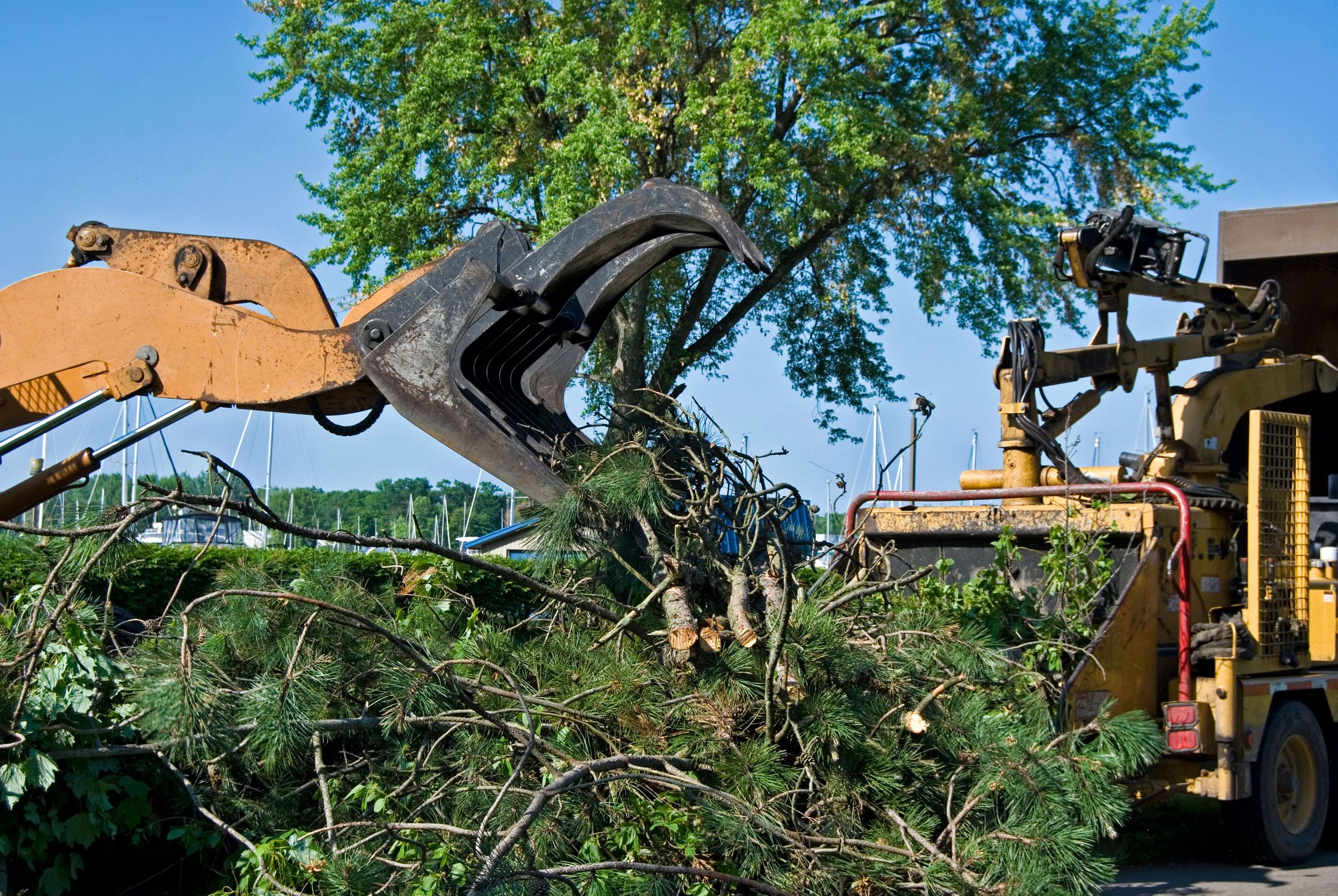 A Skilled Tree Arborist in Austin, TX, Can Help You in Many Ways