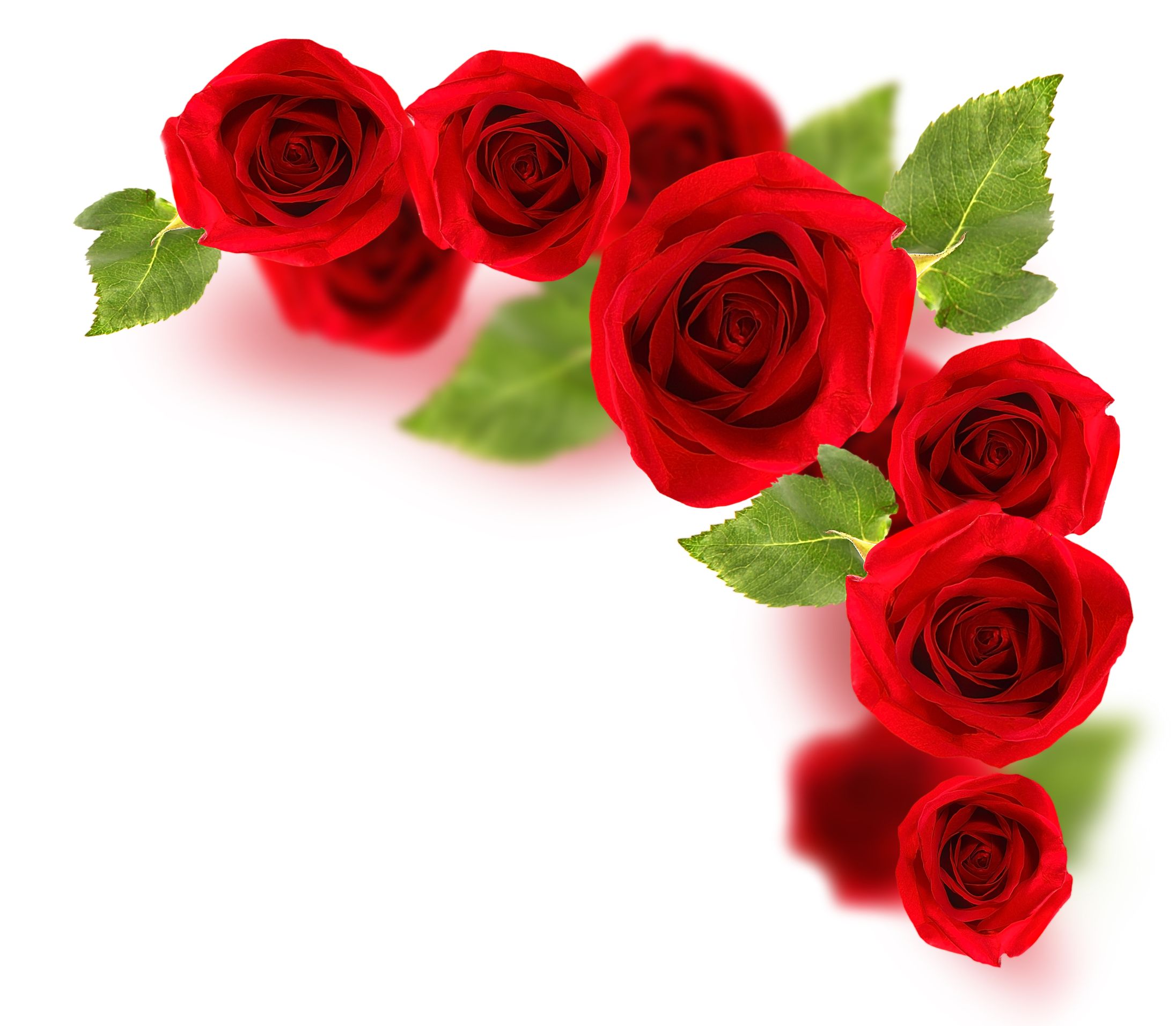 A Guide to Buy Roses in Tampa: The Perfect Blooms for Every Occasion