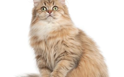 Your New Furry Friend Awaits : Buy Maine Coon Kittens, FL