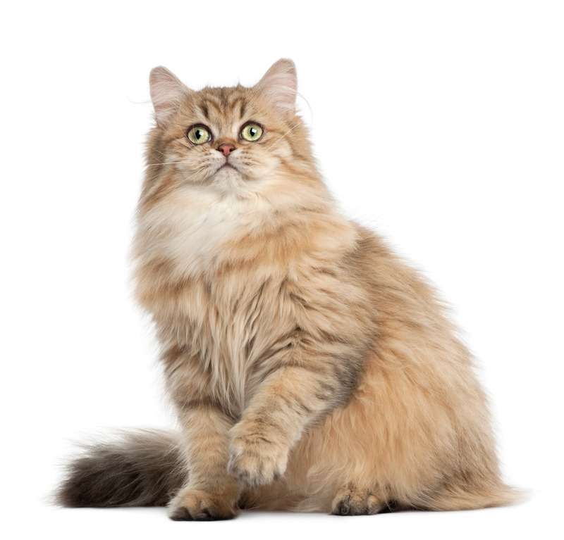 Your New Furry Friend Awaits : Buy Maine Coon Kittens, FL