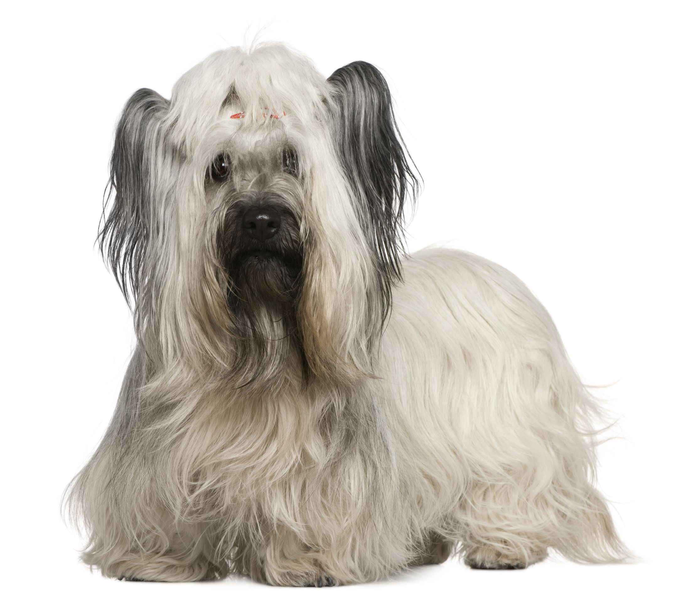 Explore the value of a custom dog box for your pet’s needs