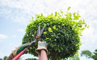 Tree Trimming Company in Austin, TX: Preserving Nature and Protecting Your Property