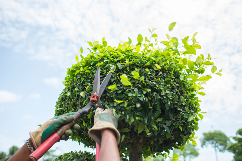 Tree Trimming Company in Austin, TX: Preserving Nature and Protecting Your Property