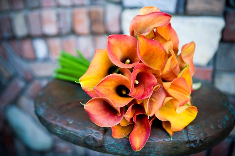 Enhance Any Occasion with Calgary Florist’s Fresh Blooms