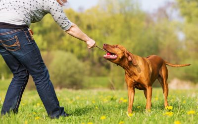 Benefits of Dog Training in Houston TX