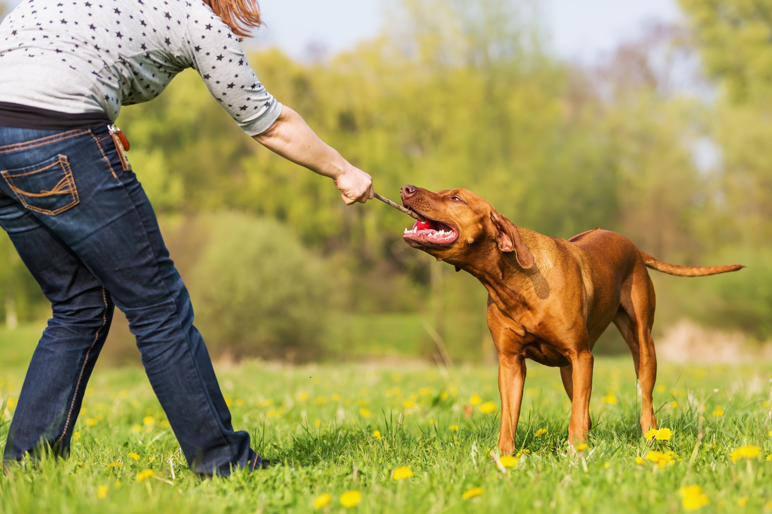 Benefits of Dog Training in Houston TX