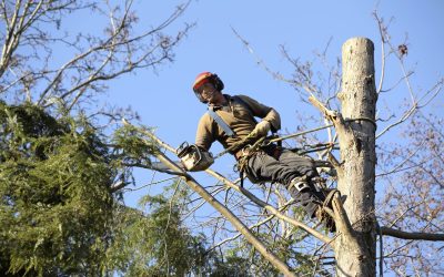Safeguard Your Home with Professional Tree Removal Service Boca Raton FL Residents Trust