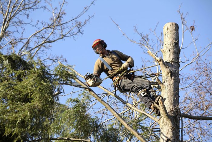 Safeguard Your Home with Professional Tree Removal Service Boca Raton FL Residents Trust