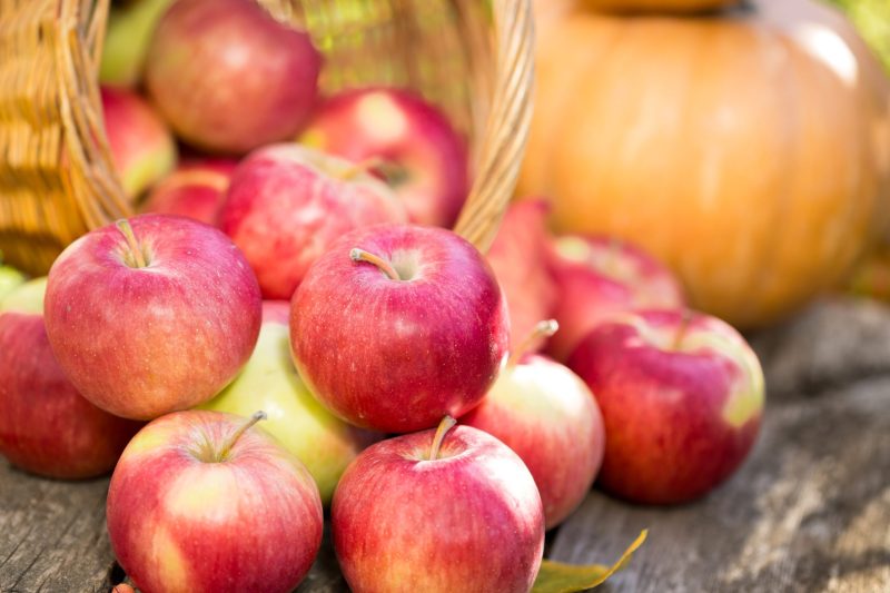 Looking for Family Fun Pumpkin Picking? Try Pumpkins For Sale Weston, MO This Season