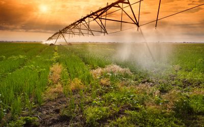 Improve your grazing lands with herbicides for pastures that target stubborn weeds effectively