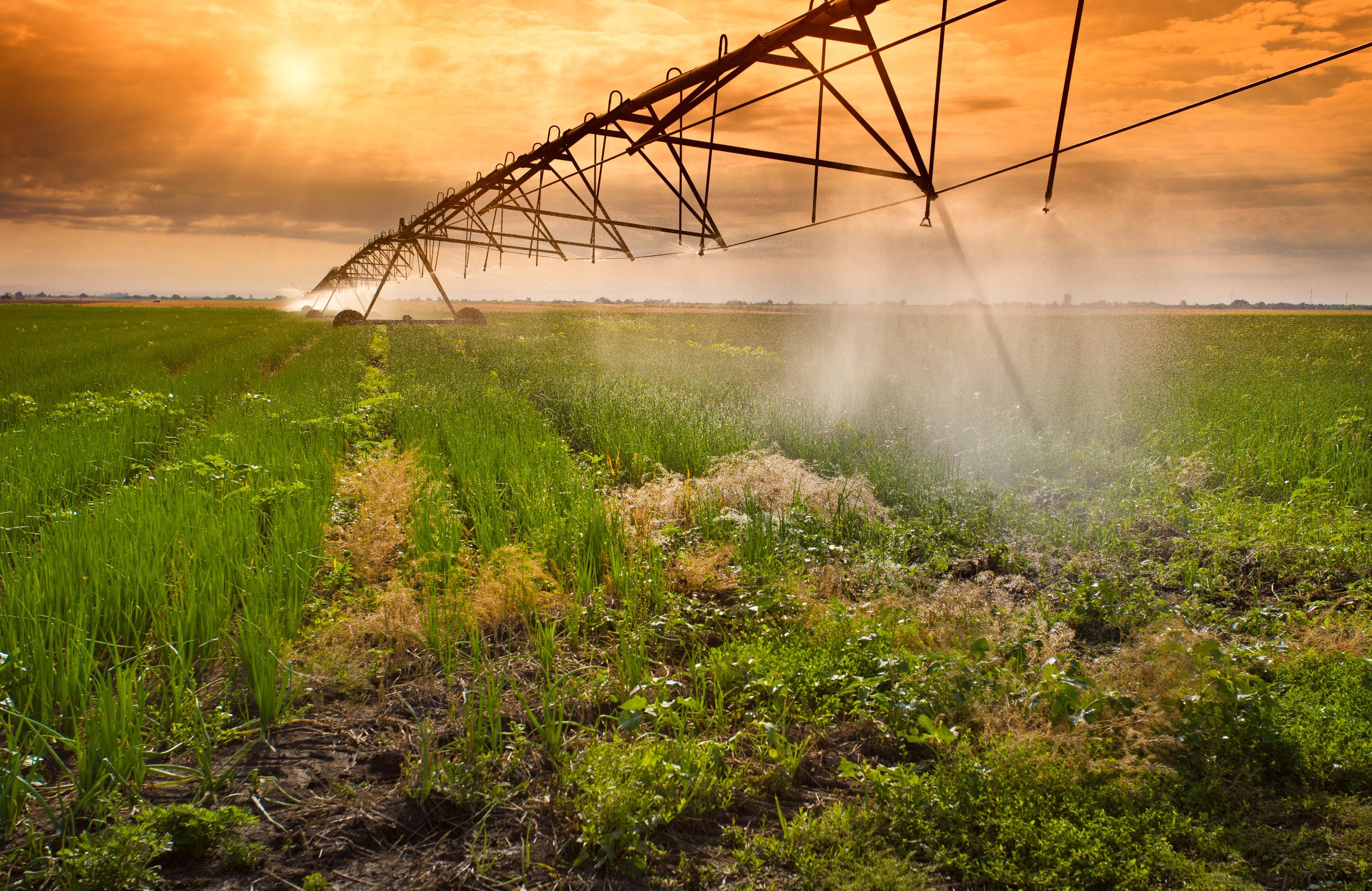 Improve your grazing lands with herbicides for pastures that target stubborn weeds effectively