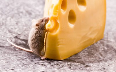 Prevent Costly Damage Using Professional Rat Removal Services St. Louis, MO