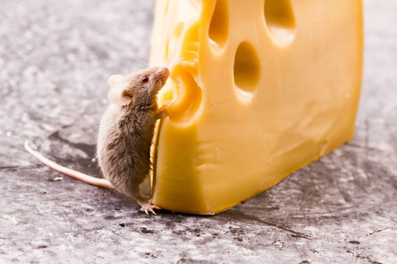 Prevent Costly Damage Using Professional Rat Removal Services St. Louis, MO