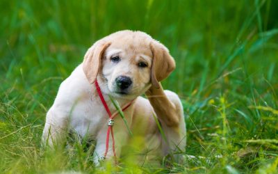 Make Yard Cleanup Simple with a Reliable Pooper Scooper Service in Aurora CO