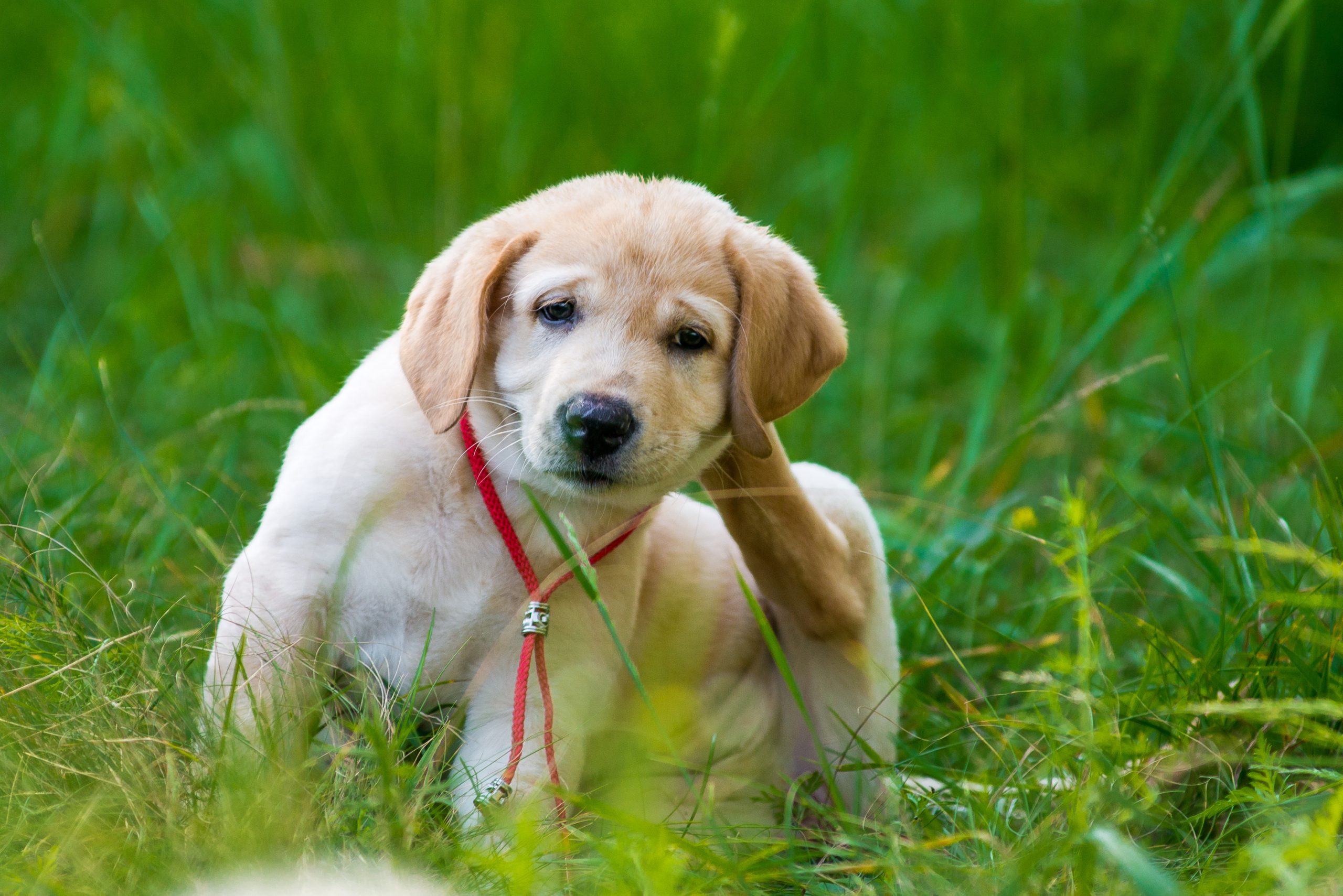 Make Yard Cleanup Simple with a Reliable Pooper Scooper Service in Aurora CO