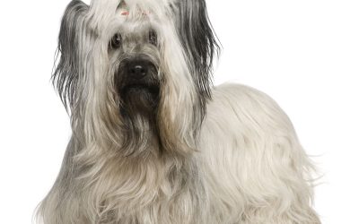 Organize Your Living Space With a Dog Toy Box That Keeps Clutter Out of Sight