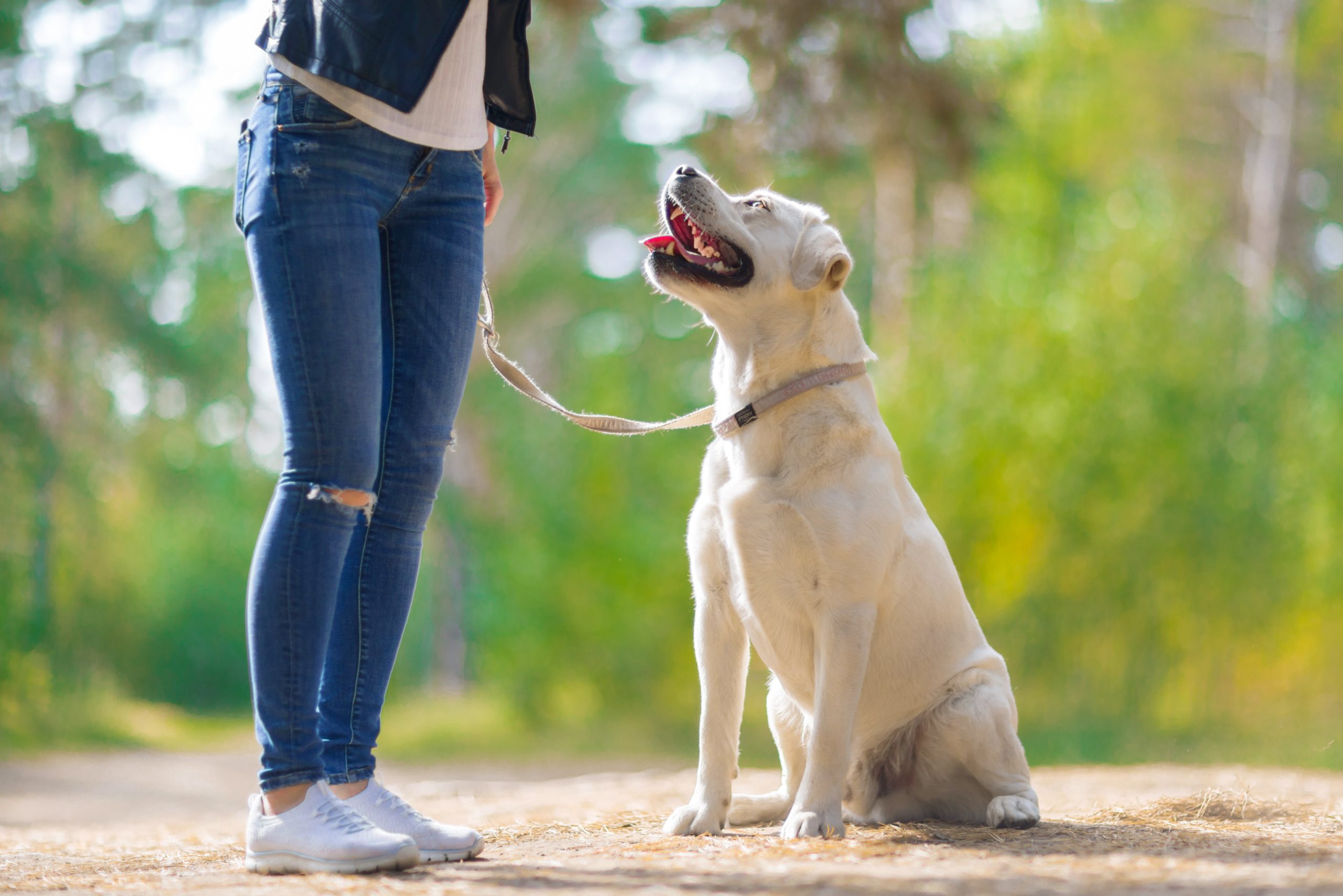 Unleash Calm Behavior with Aggression Training For Dogs Brevard County FL Pet Owners Trust