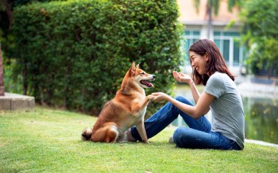 Effective Solutions Through Aggression Training For Dogs Gainesville FL Pet Owners Can Trust