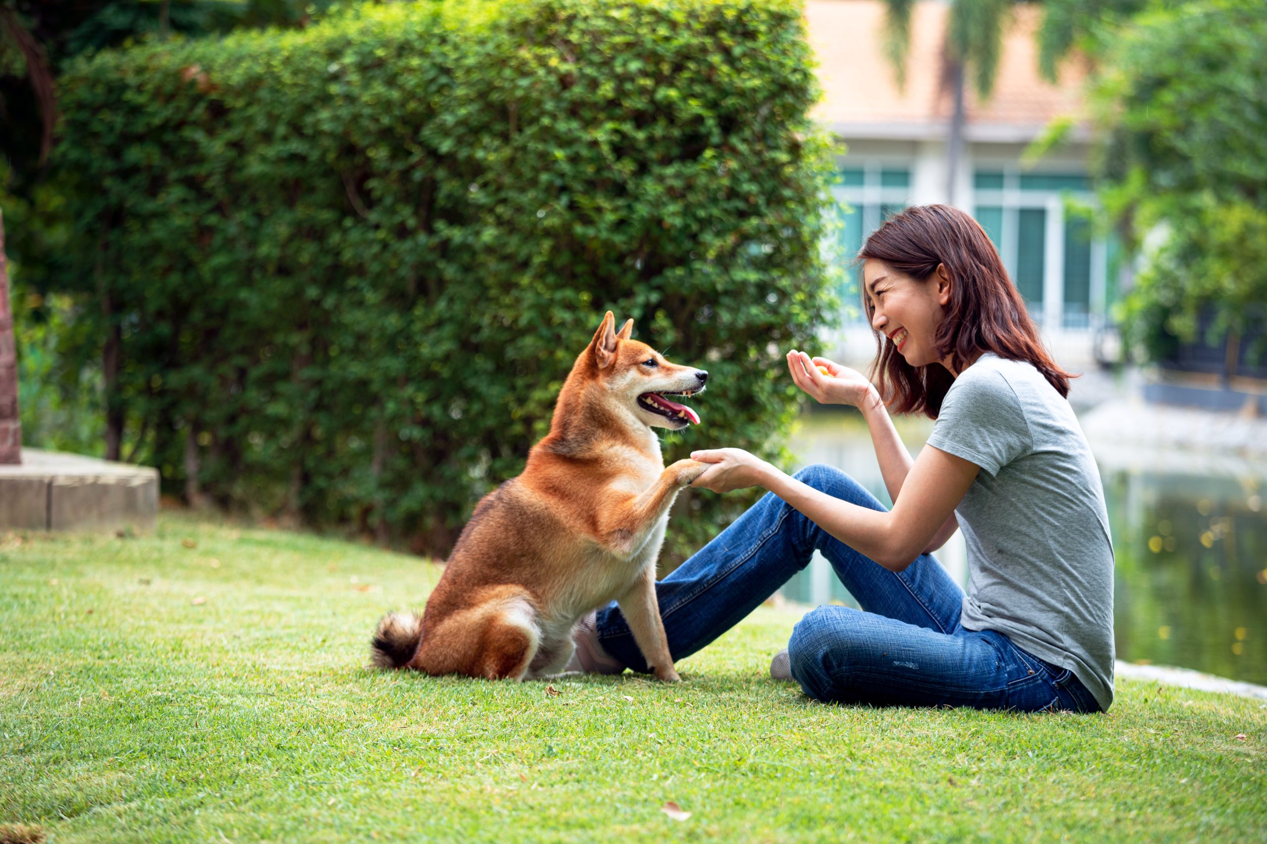 Effective Solutions Through Aggression Training For Dogs Gainesville FL Pet Owners Can Trust