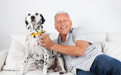 Solve Common Behavior Issues Using Home Dog Training Treasure Coast FL Programs