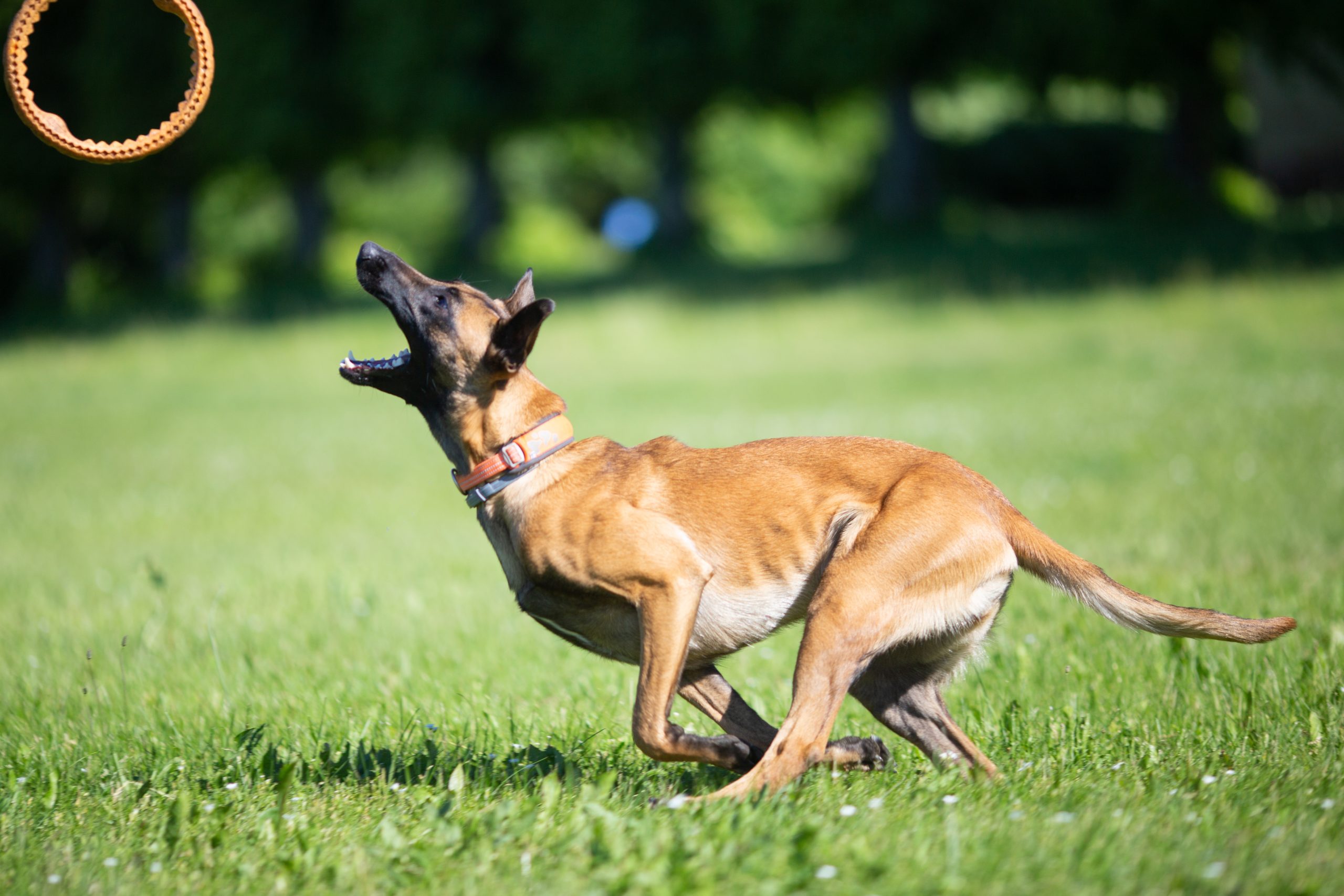 Unlock Better Communication with Your Pet Through Dog Training Houston TX Services